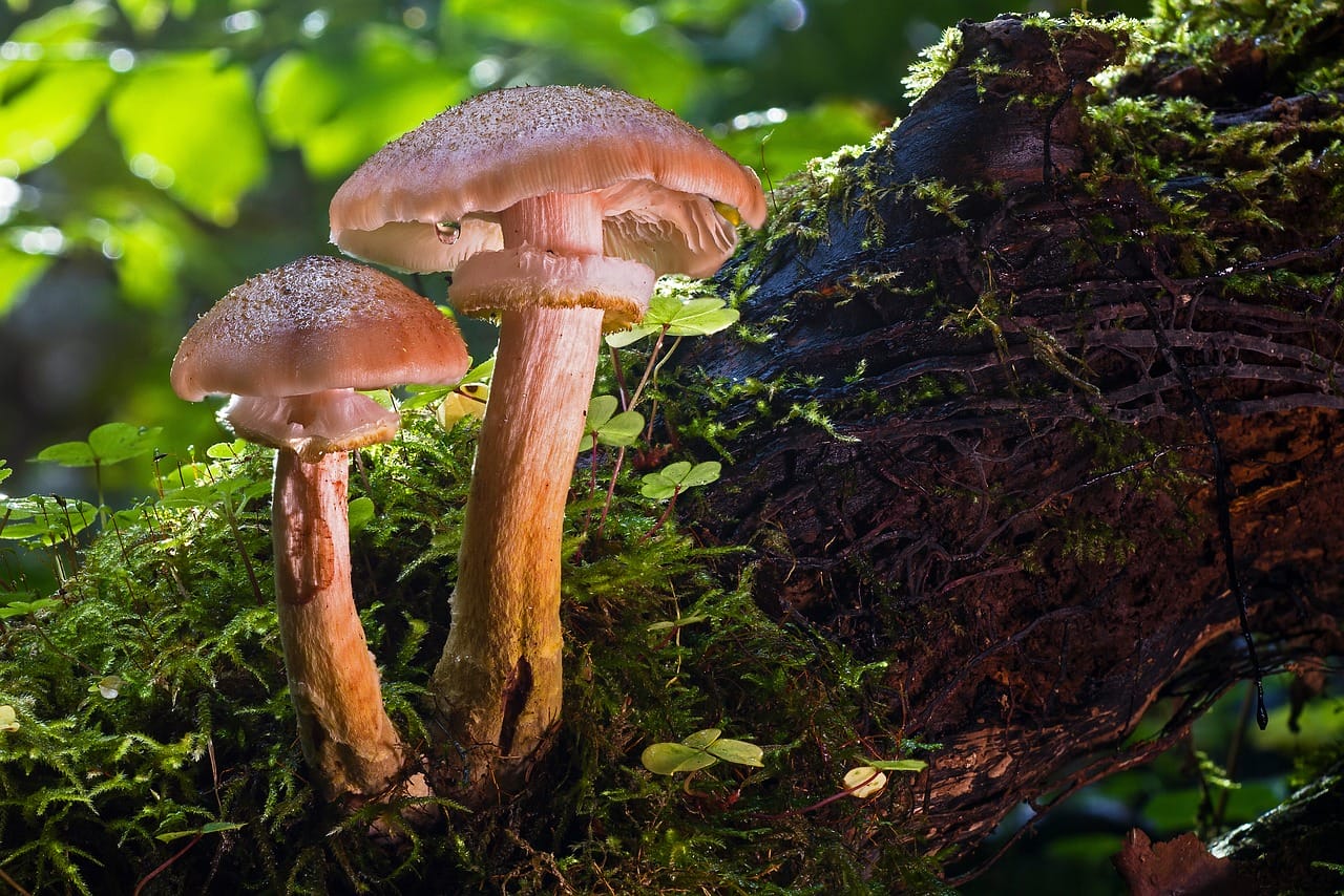 The Enigmatic Psychedelic Mushroom – Did It Contribute to Our Evolution as a Species?
