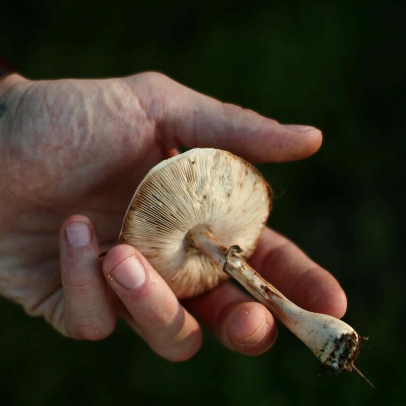 Shrooms | 3 Amigos Canada