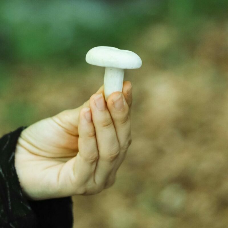 shrooms online in Canada | 3 Amigos Canada