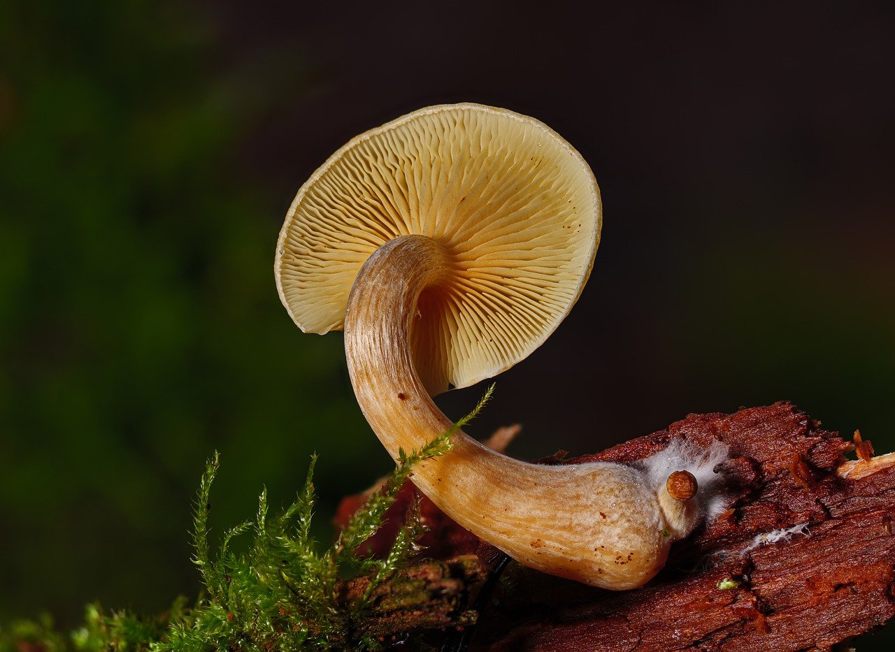 Comprehensive Guide to Alacabenzi Strain – Essential Knowledge for First-Time Users