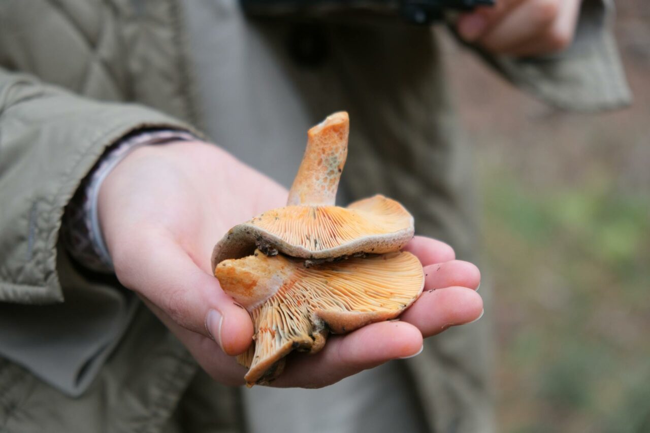 The Reasons Why Apex Strain Mushroom Will Forever Be a Part of My Self-Care Arsenal