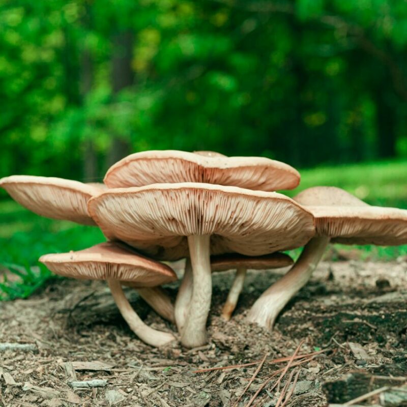 Big Daddy Mushroom | 3 Amigos Canada