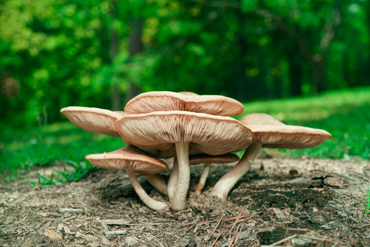 Had the Big Daddy Mushroom during a Hike—Absolutely Loved it, Would Definitely Repeat