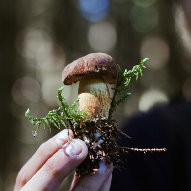Buy Shrooms | 3 Amigos Canada
