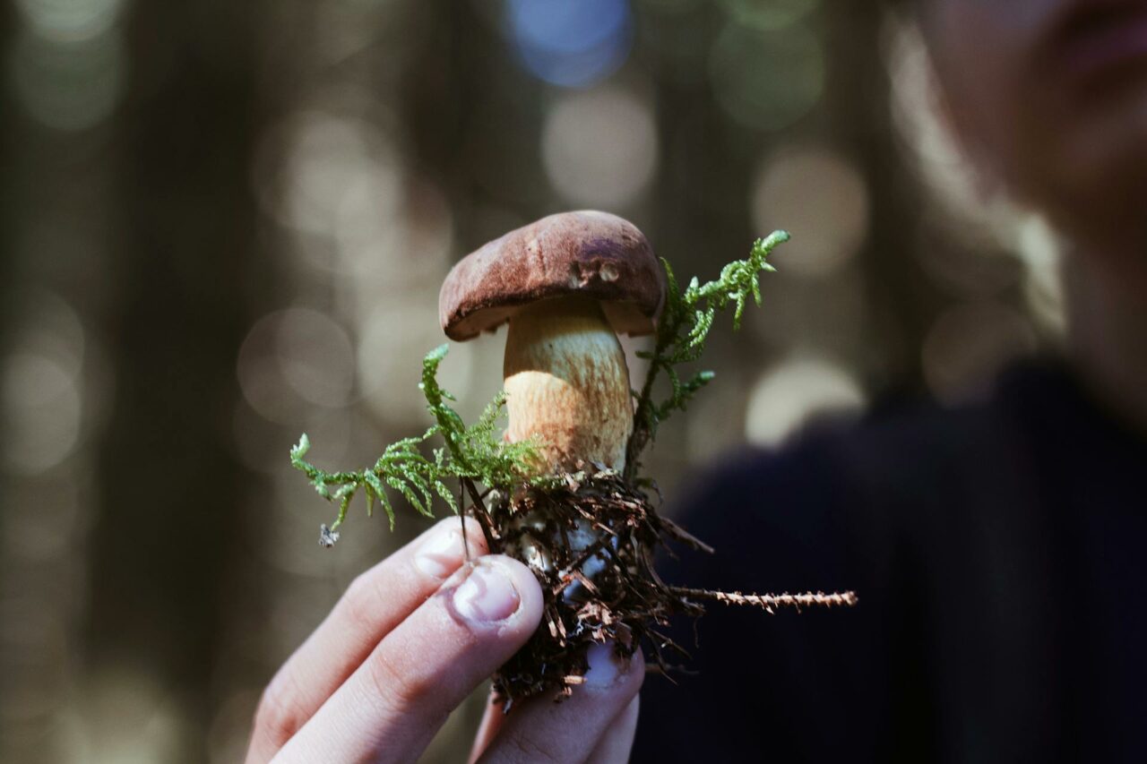 Purchase Psychedelic Mushrooms Online? A Retired Individual Regrets Not Using Psilocybin 45 Years Earlier