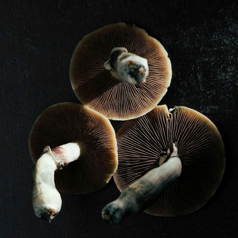 Magic Mushroom Canada | 3 Amigos Canada