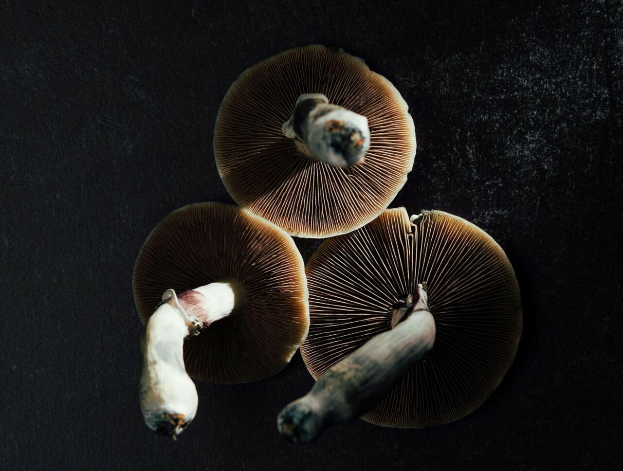 Canadian Magic Mushroom – Specialists Discuss Why Naturally Occurring Psilocybin Has More Impact Than its Lab-Created Counterpart