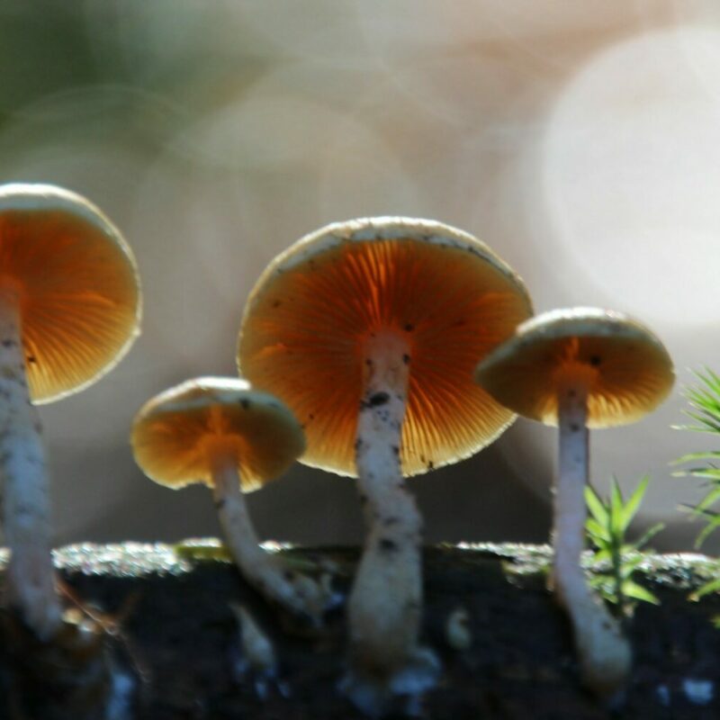 Magic Mushroom Delivery | 3 Amigos Canada
