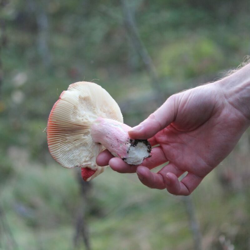 Magic Mushroom Delivery | 3 Amigos Canada