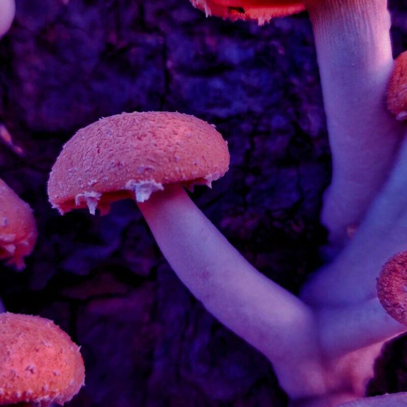 Mushroom Dispensary | 3 Amigos Canada