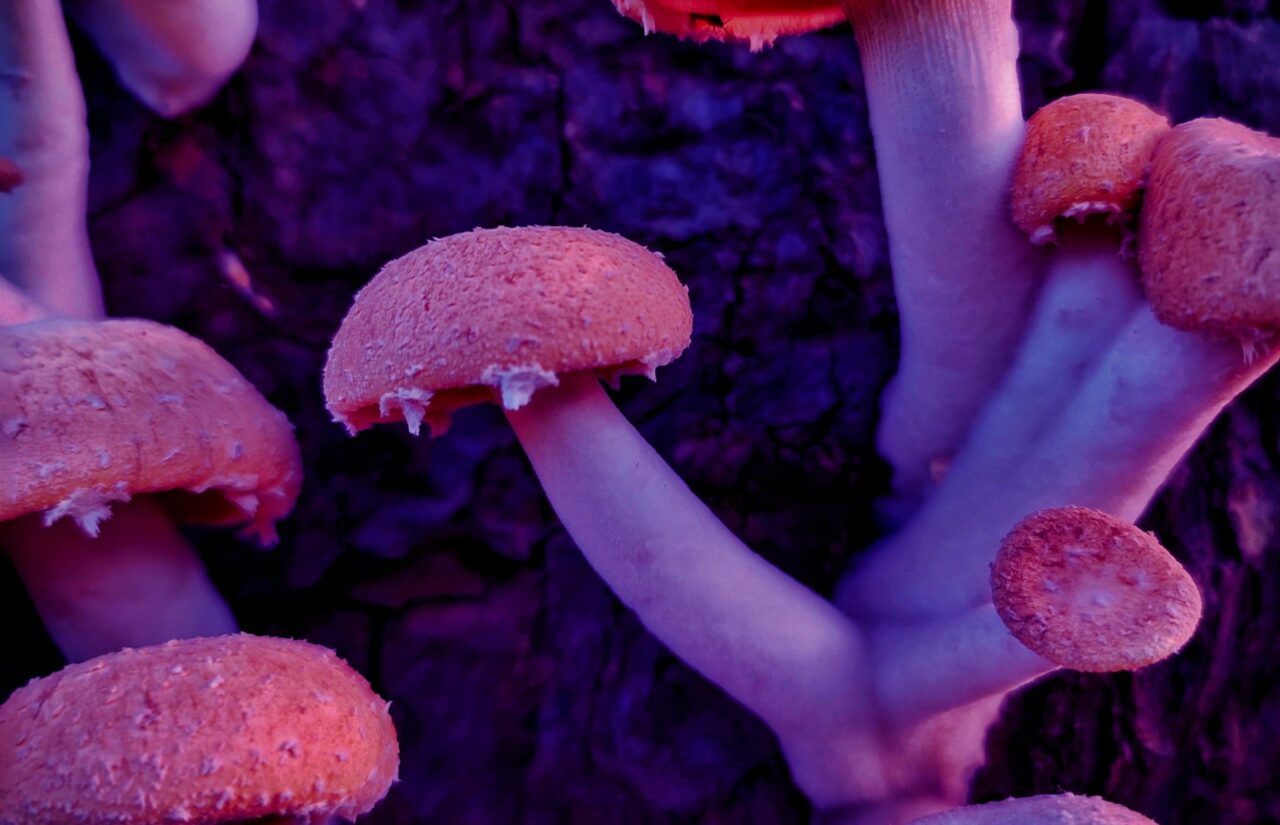 How a Mushroom Dispensary’s Psilocybin Could Help Transform Minds Burdened by HIV-Associated Guilt