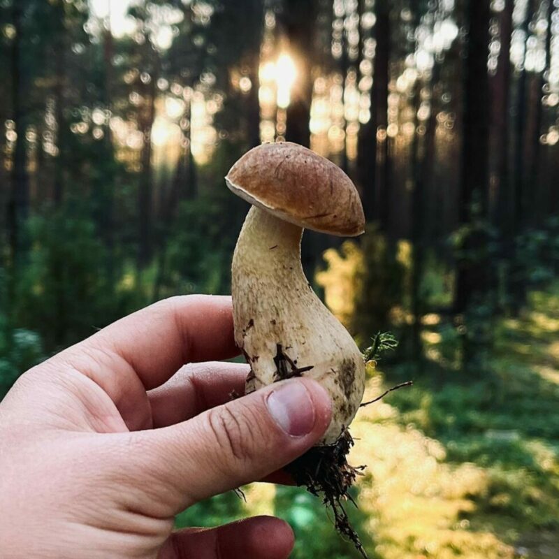 Shrooms Delivery Canada | 3 Amigos Canada