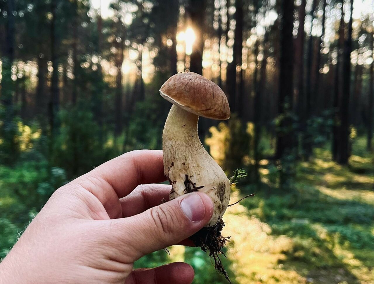 Explore if Psilocybin Surpasses Escitalopram/Esketamine: Learn More with ShroomsDeliveryCanada