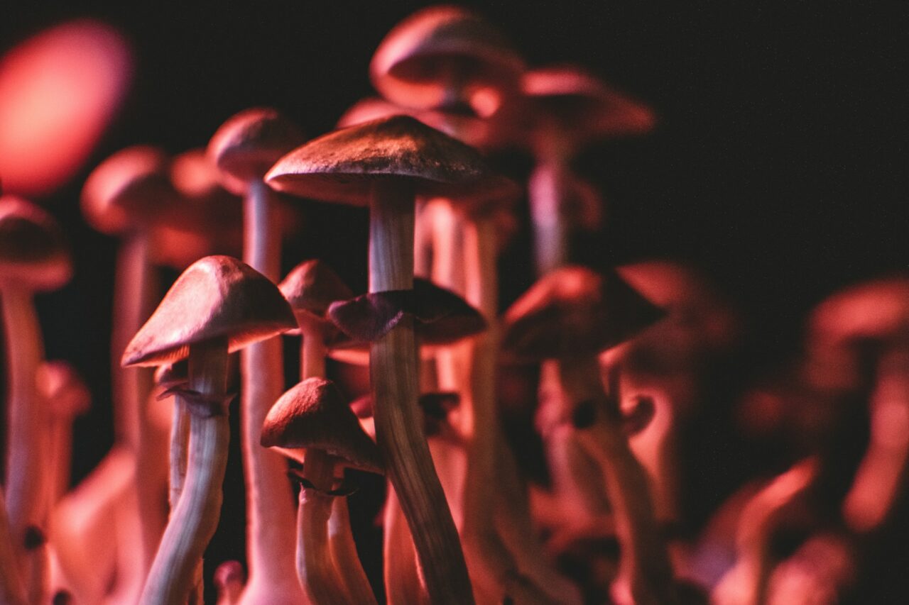 Navigating the Online Psychedelics Marketplace Safely: My Experience (And How I Evaded Scams)
